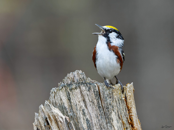 Chanteur  Print