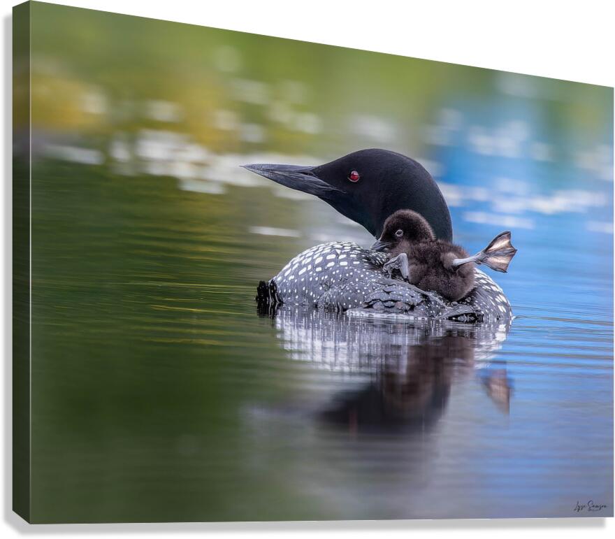 Bye Bye Canvas Print