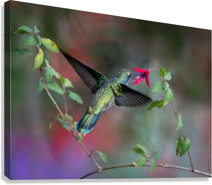 Butiner  Canvas Print