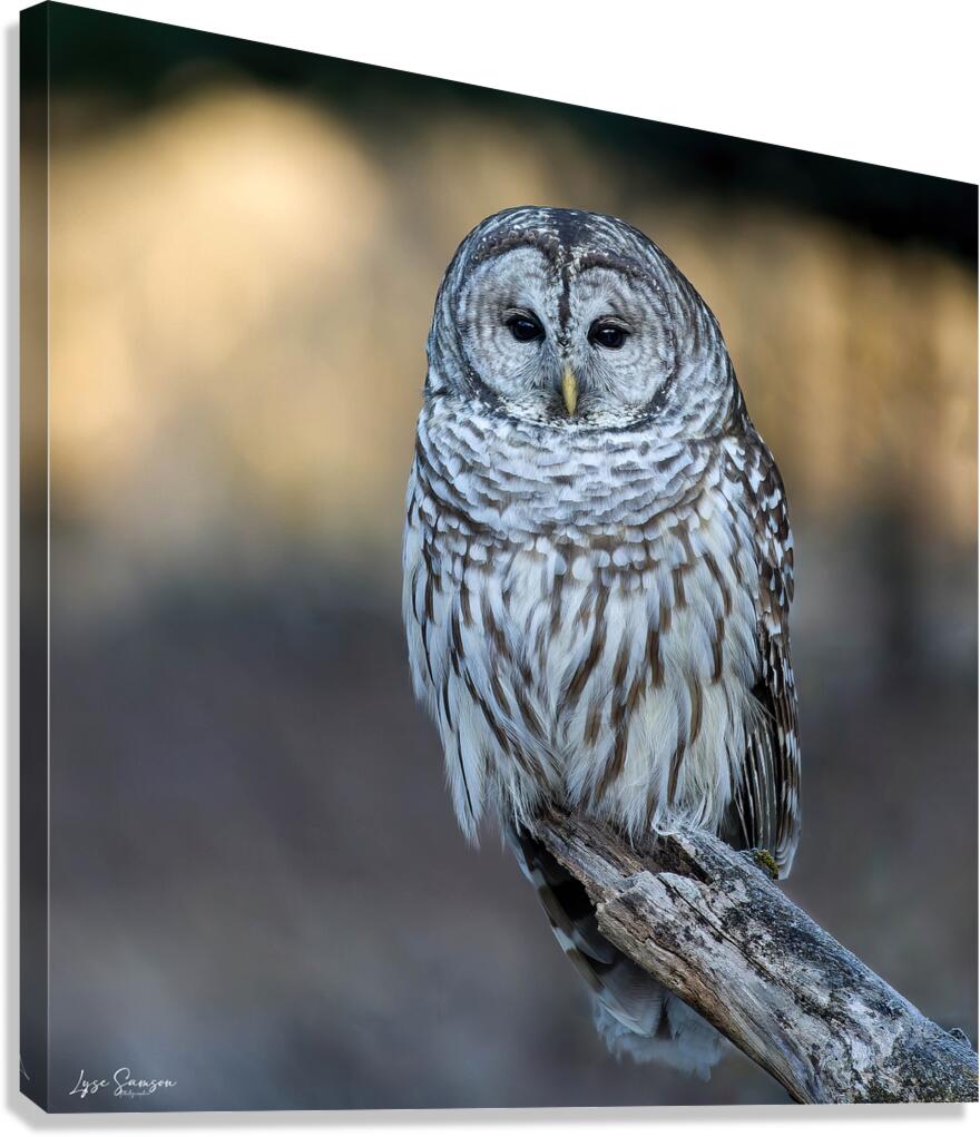 Regard Canvas Print