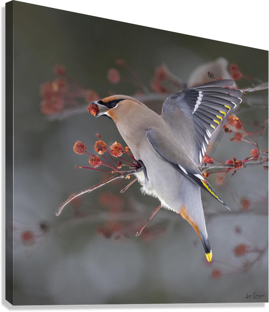 Glouton Canvas Print