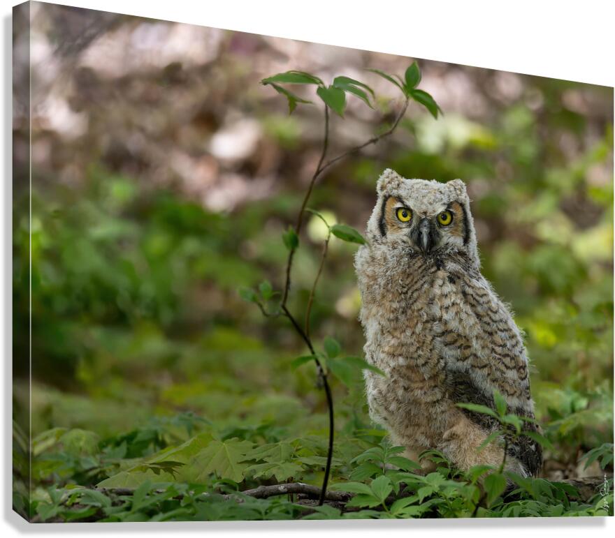 Juvenile Canvas Print
