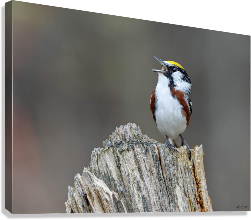 Chanteur  Canvas Print