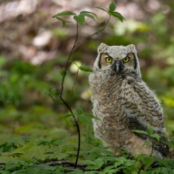 Juvenile