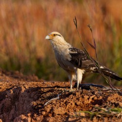 Caracara a tete jaune