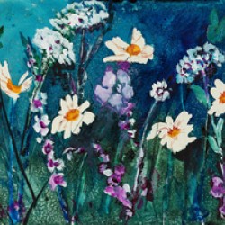 Garden Daisies