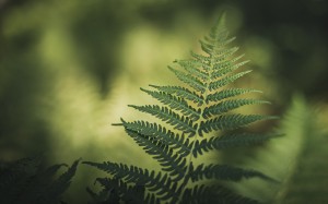 Green as the fern 