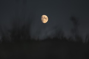 The moon