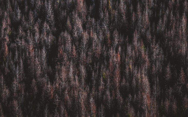 Red forest Print