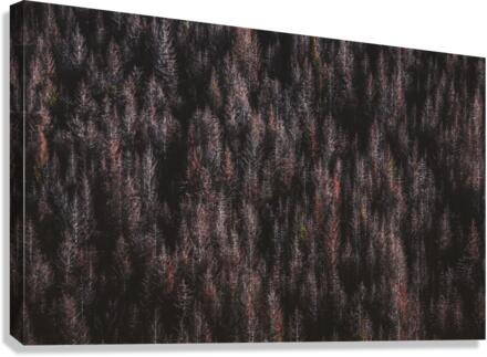Red forest Canvas Print