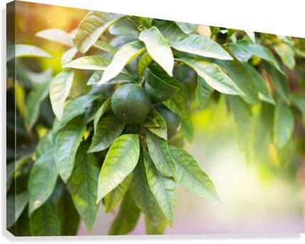 Orange grove  Canvas Print