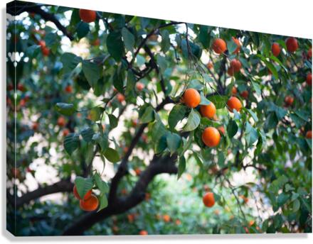 Orange tree Canvas Print