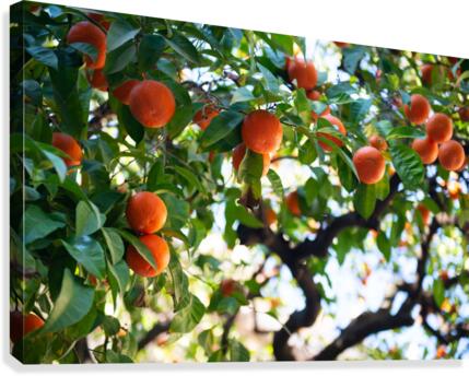 Orange tree II Canvas Print
