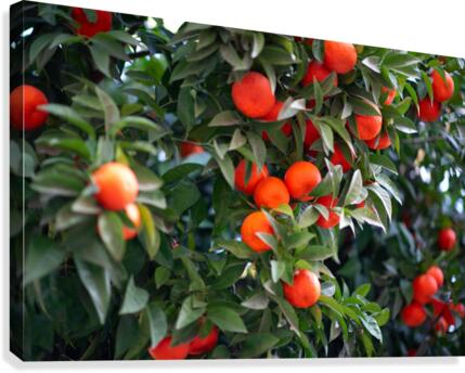 Orange tree III Canvas Print