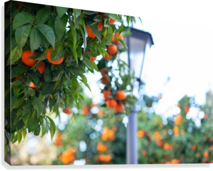 Orange tree IV Canvas Print