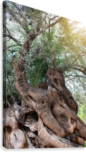 Olive tree Canvas Print