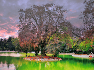 Tree in the green lake