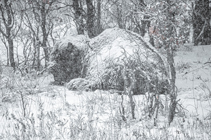 Cloaked In Snow