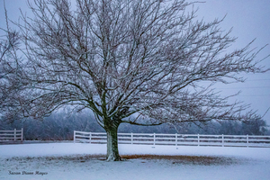 Winter Tree