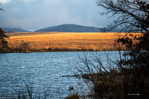 Golden Prairie