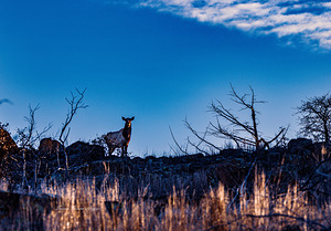High On The Mountain