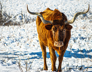 Twisted Sister In the Snow