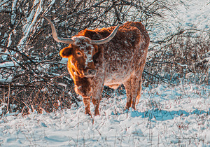 Bullseye In Snow