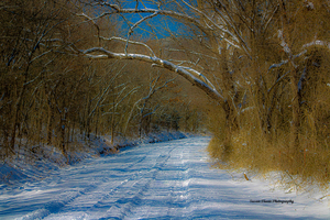 Snowy Lane