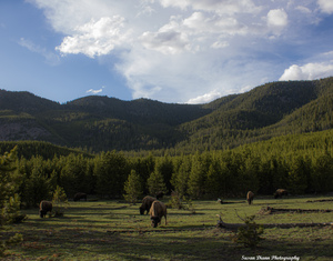 Bison Valley