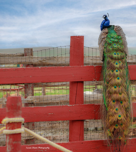 WILD IS MY FAVORITE COLOR SERIES-7