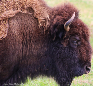 Old  Bison