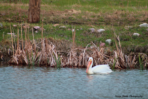 Pelicans Pond