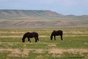 Wild Beauties