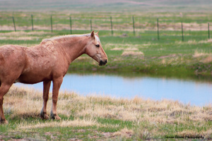 Strawberry Roan