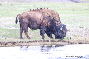 Bison-Hitching A Ride