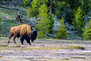 Bison Stance