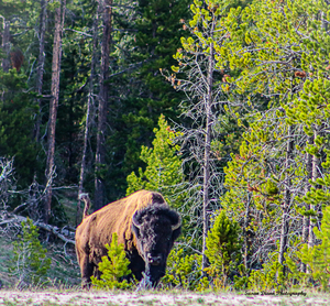 Bison Warning