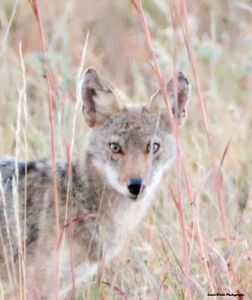 Little Coyote
