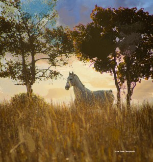Golden Glory