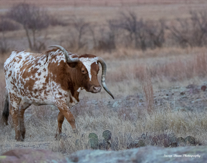Wrong Way of the Wichitas