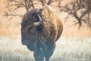 When the Wind Comes Sweeping Down the Plains