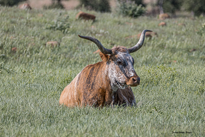 Karen Watching Over the Babies
