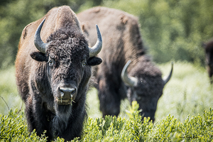 Grazing