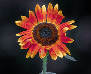 Indian Blanket