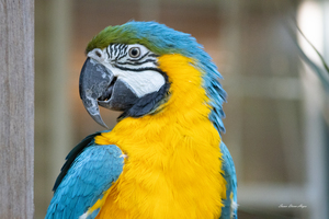 Macaw