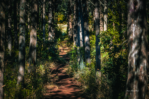Pathway Series -8 The Parallel Forest 