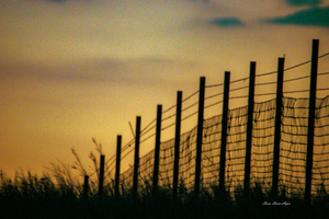 Fence In The Sunset