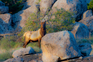 Rocky Elk