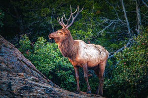 Elk Mountain 
