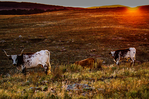 Longhorn Sunrise
